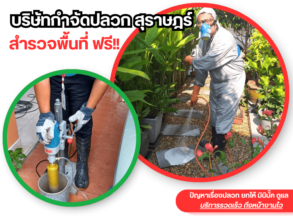 บริษัทกําจัดปลวก สุราษฎร์